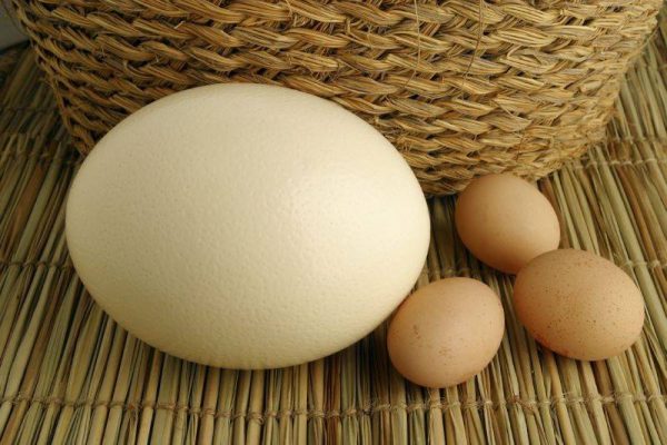 Яйцом к яйцу