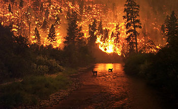 Оперативность тушения лесных пожаров в Нижегородской области выше, чем в среднем по ПФО