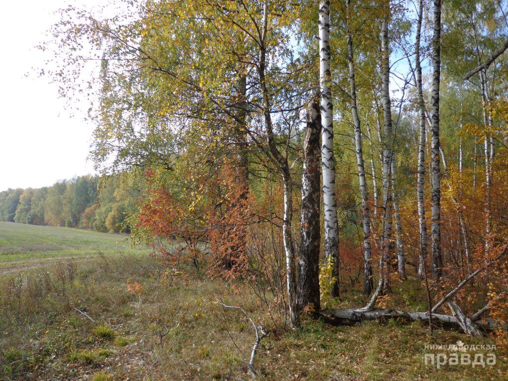 Численность диких животных в лесах Нижегородской области увеличилась
