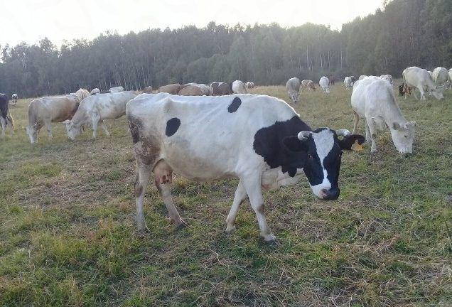 Продуктивность молочного стада выросла на треть в Нижегородской области