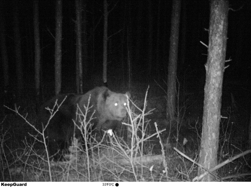 В Керженском заповеднике медведь восемь дней ел лося