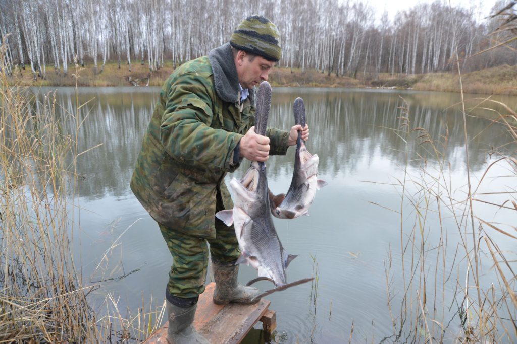 Редкую рыбу запустили в Павловские озера