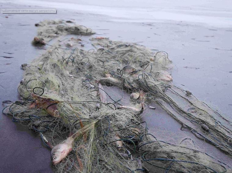 Рыболовные сети могут запретить