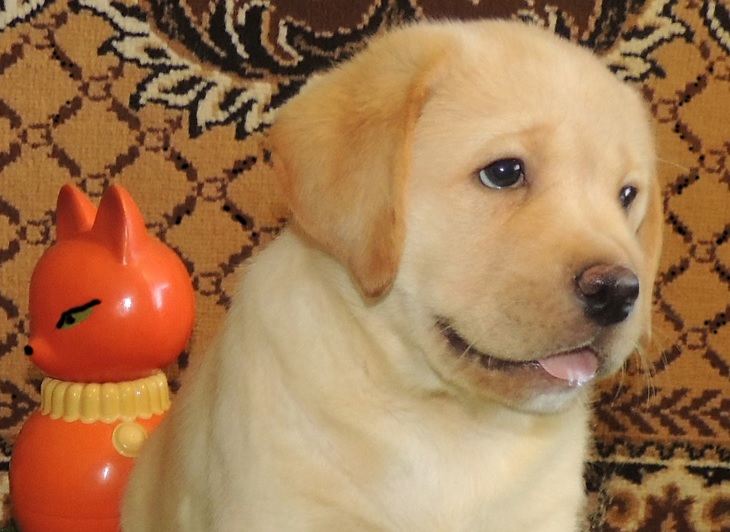 К кому будет благосклонна Жёлтая Собака? | Нижегородская правда