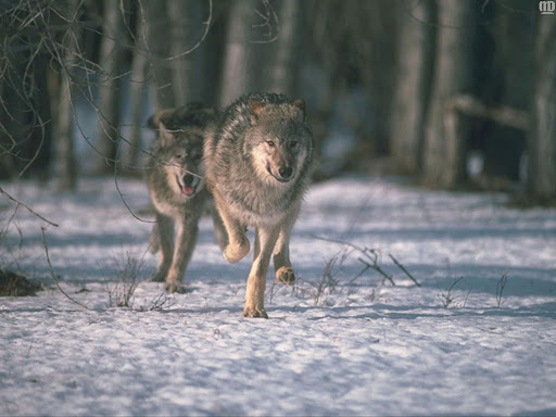 Сезон охоты на зайца, лисицу, енотовидную собаку и волка продолжается в Нижегородской области
