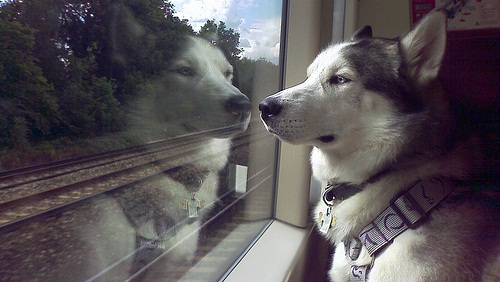 Собак и кошек будут пускать в поезда по электронным билетам