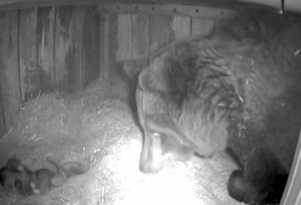 Скрытая камера в берлоге. Опубликовано видео, как медведица из «Лимпопо» ухаживает за новорожденными медвежатами