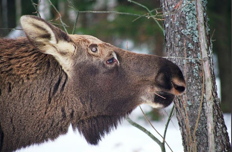 В Нижегородской области закрывается охота на лосей