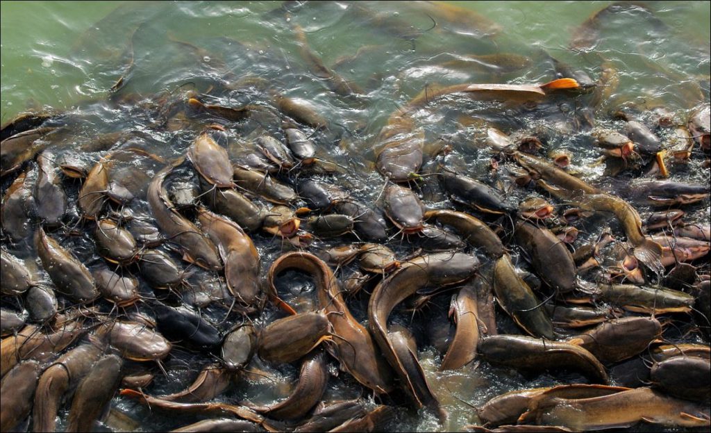 Более 160 тонн ценных пород рыб планируют добыть в Горьковском водохранилище