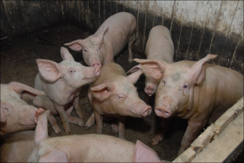 Нижегородские свиньи заболели чумой