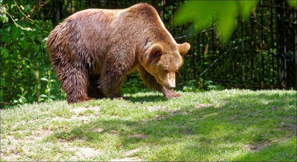 Охота на медведя запрещена в Нижегородской области