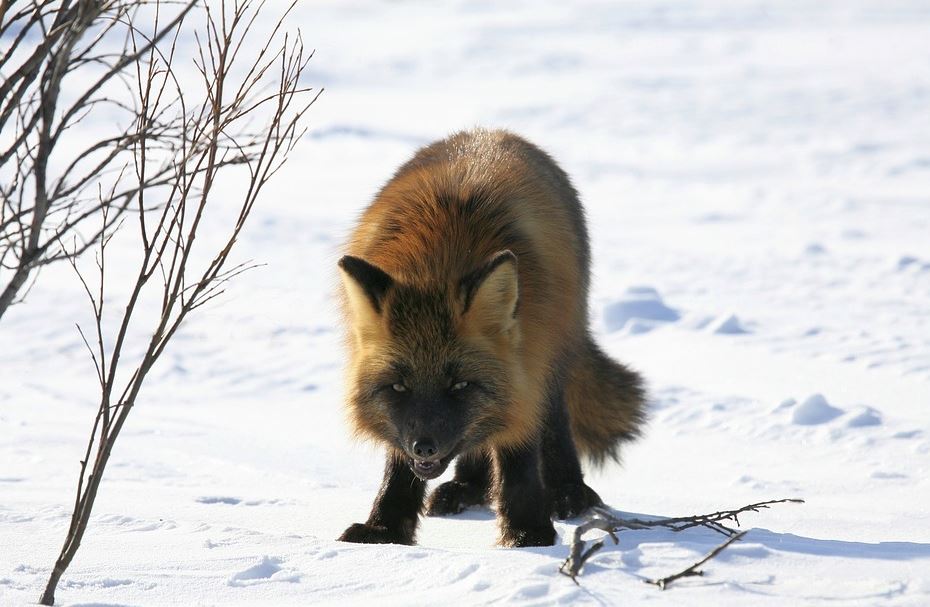 В Лысковском районе обнаружена бешеная лиса