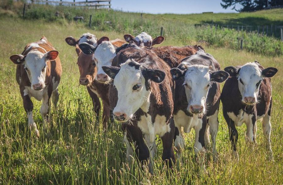 Шесть коров украли в Нижегородской области