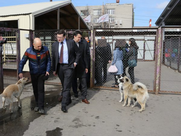 Глеб Никитин поддержал инициативу по внесению поправок в закон о бездомных животных