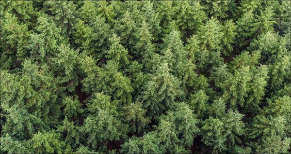 >Нижегородец незаконно вырубил в лесу более 400 деревьев
