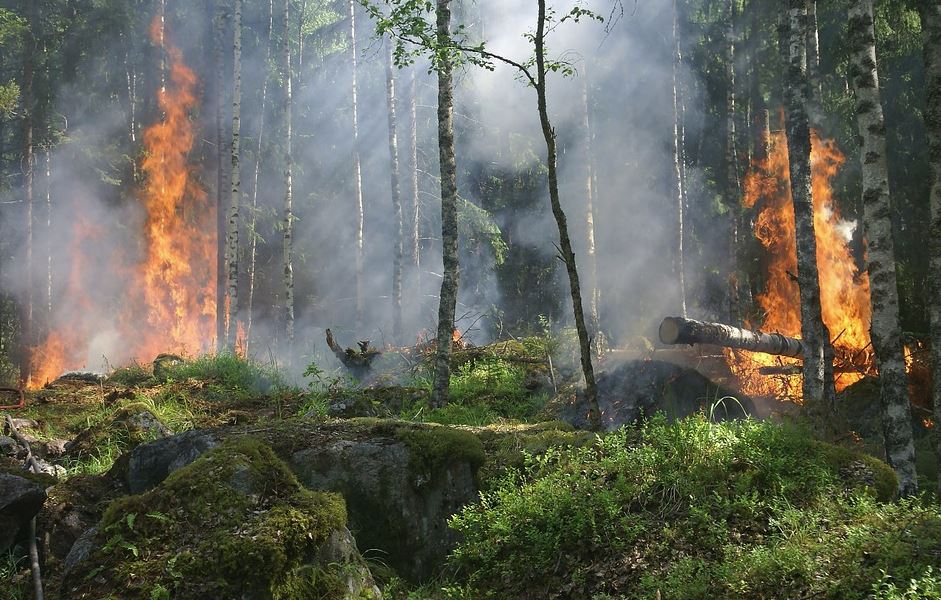 Пятый класс пожароопасности лесов установлен в городском округе город Выкса