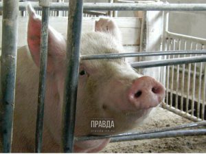 Подложили свинью: вспышки африканской чумы могут обойтись бюджету региона в миллиард рублей