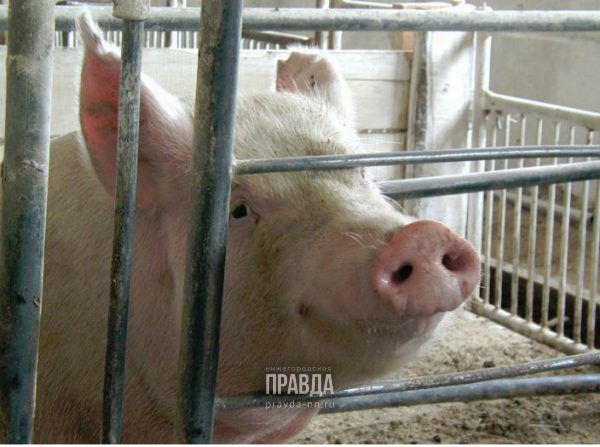 В регионе строят один из самых больших в России свинокомплексов