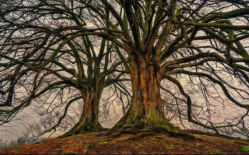 Продолжается прием заявок на фотоконкурс «Деревья – памятники живой природы»