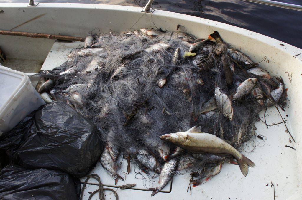 Более 10 тысяч экземпляров живой рыбы спасли из браконьерских сетей с начала нереста