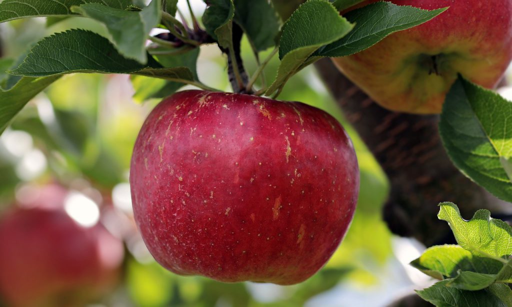 Около 60 га интенсивных яблоневых садов заложат в Нижегородской области в 2018 году