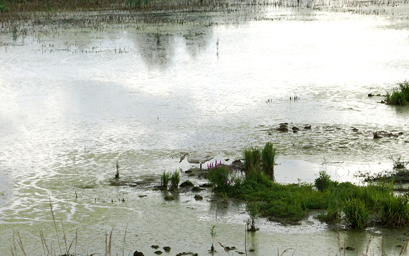 Редкий лебедь-кликун поселился на небольшом пруду в Дзержинске Нижегородской области