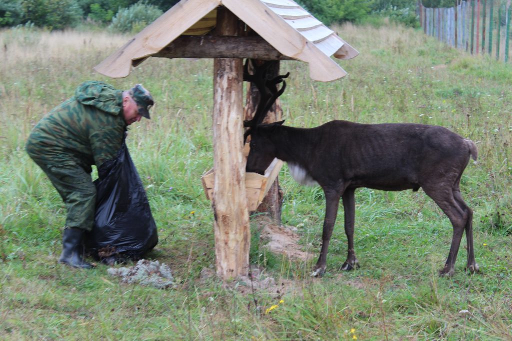 Стало известно, чем подкармливают диких животных в Нижегородской области