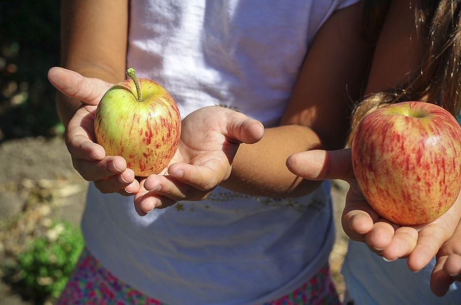 В Нижегородской области снизились цены на яблоки, говядину и гречку
