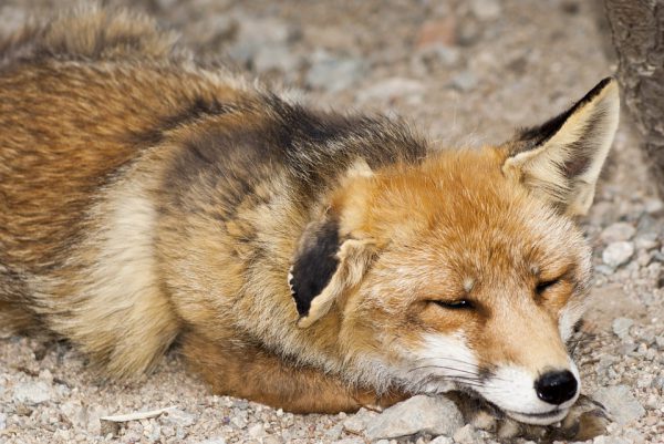 Карантин ввели в Лукояновском районе из-за бешеной лисы