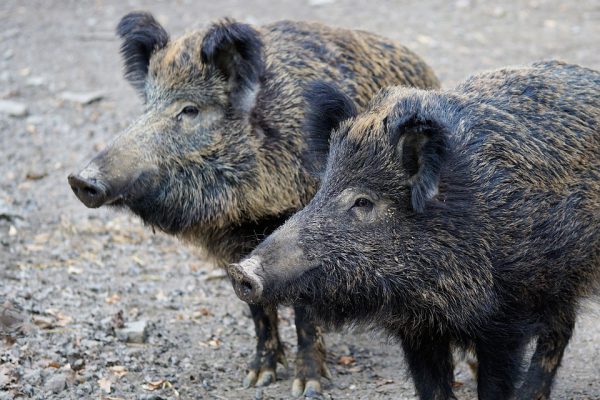 Из-за эпидемии африканской свиной чумы в трех районах Нижегородской области объявили карантин