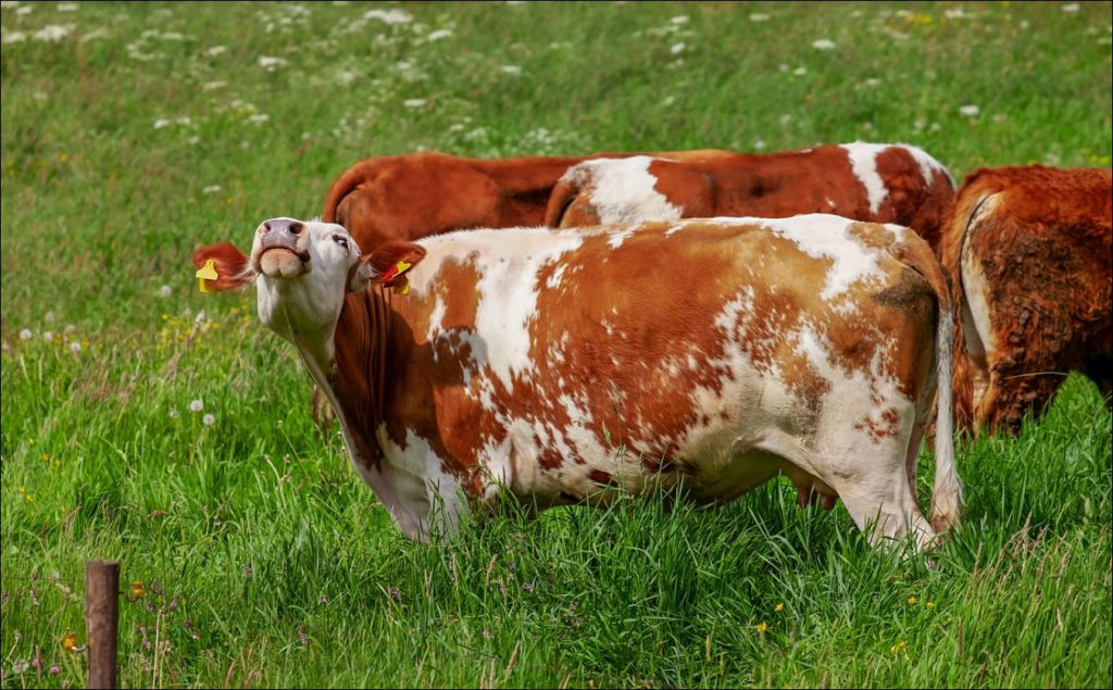 Более 437 тысяч голов крупного рогатого скота в Нижегородской области привито от особо опасных заболеваний