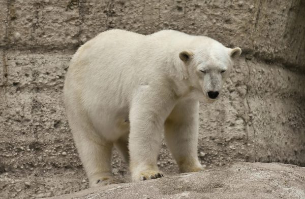 Белый медведь Николай приедет в нижегородский зоопарк «Лимпопо»