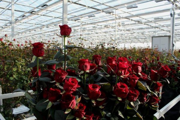 В Нижегородской области появится тепличный комплекс по выращиванию роз