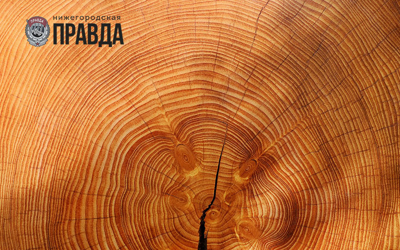 Более 3 миллионов кубометров древесины заготовлено в Нижегородской области в 2018 году