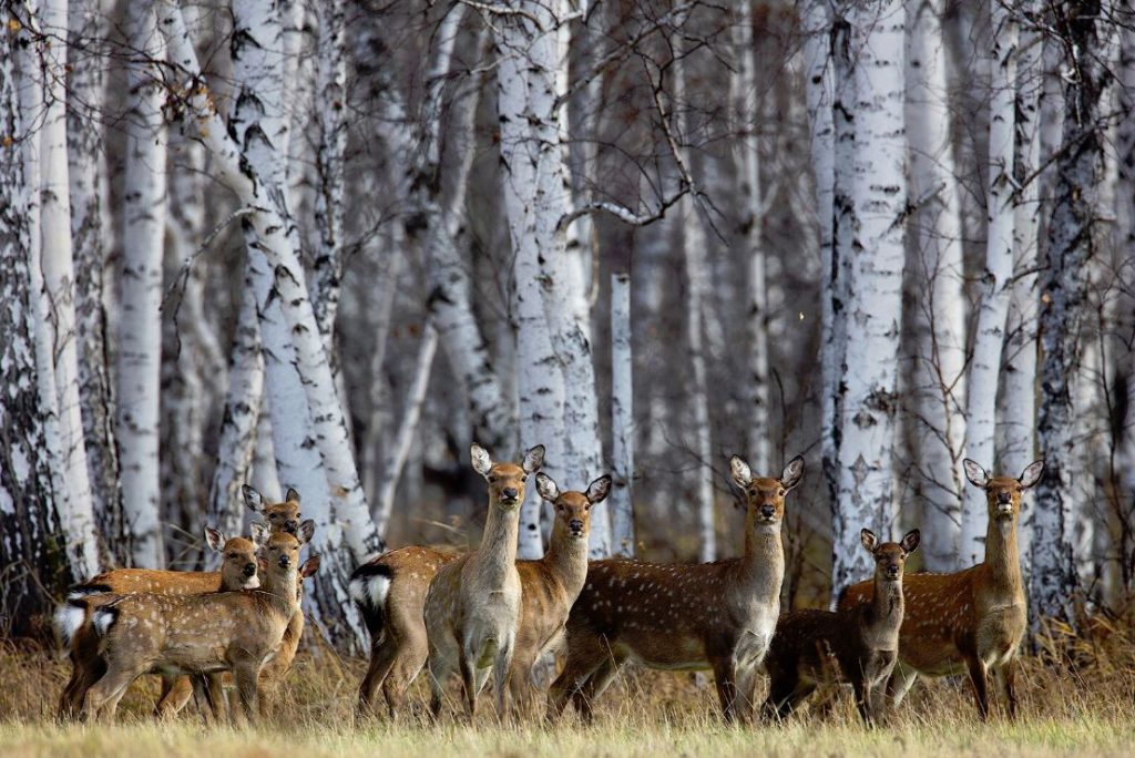 Тридцать особей пятнистого оленя завезут в Дальнеконстантиновский район