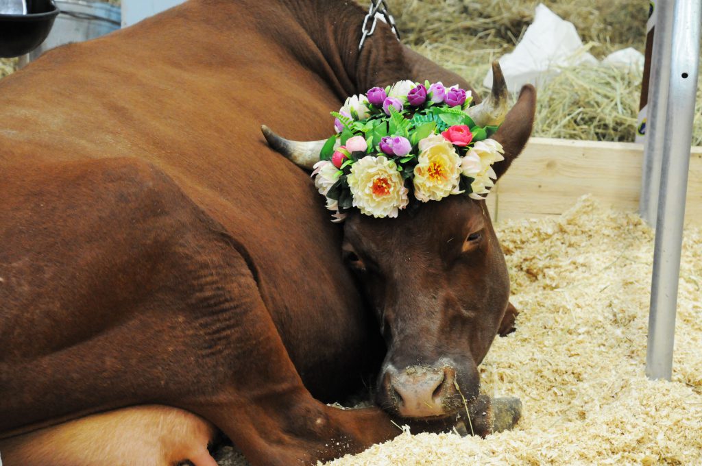 Нижегородские аграрии представили на выставке «Золотая осень» стрессоустойчивых коров