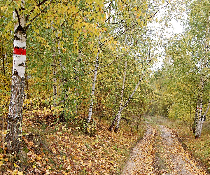 «Тропу Березополья» проложат в Нижегородской области