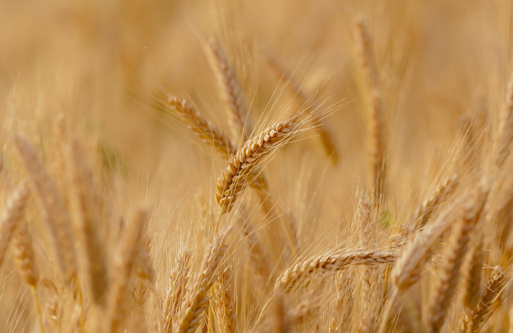 Около 1,2 млн тонн зерна планируется собрать в Нижегородской области в этом году