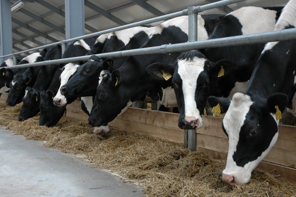 Нижегородские сельхозпредприятия перевели коров на зимнее содержание