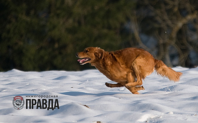 Сезон охоты на боровую дичь с подружейными собаками заканчивается в Нижегородской области