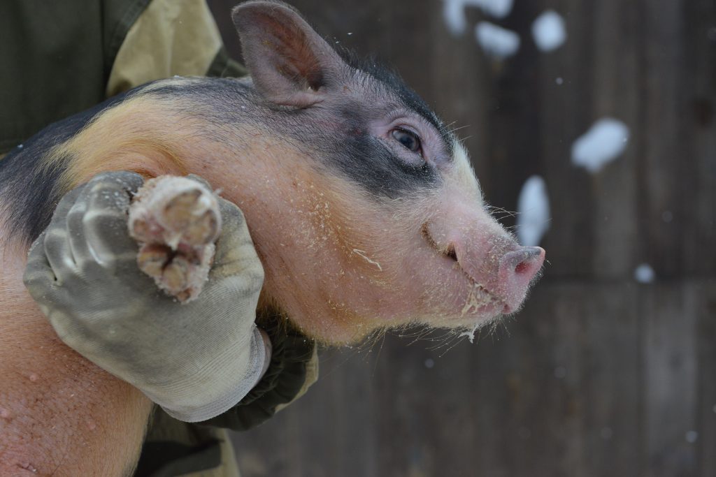 Нижегородцам подложили свинью. К новому году вырос спрос на минипигов