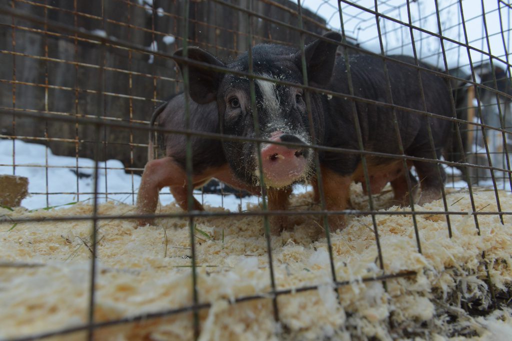 Первый в этом году случай африканской чумы свиней выявили в Нижегородской области