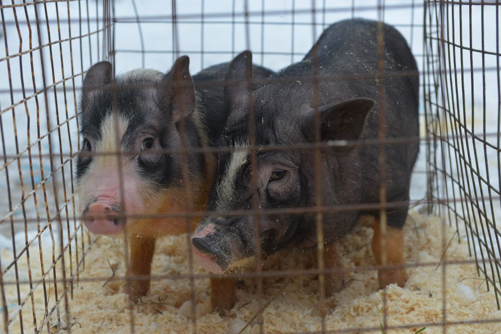Карантин по африканской чуме свиней отменили в Семеновском и Пильнинском районах