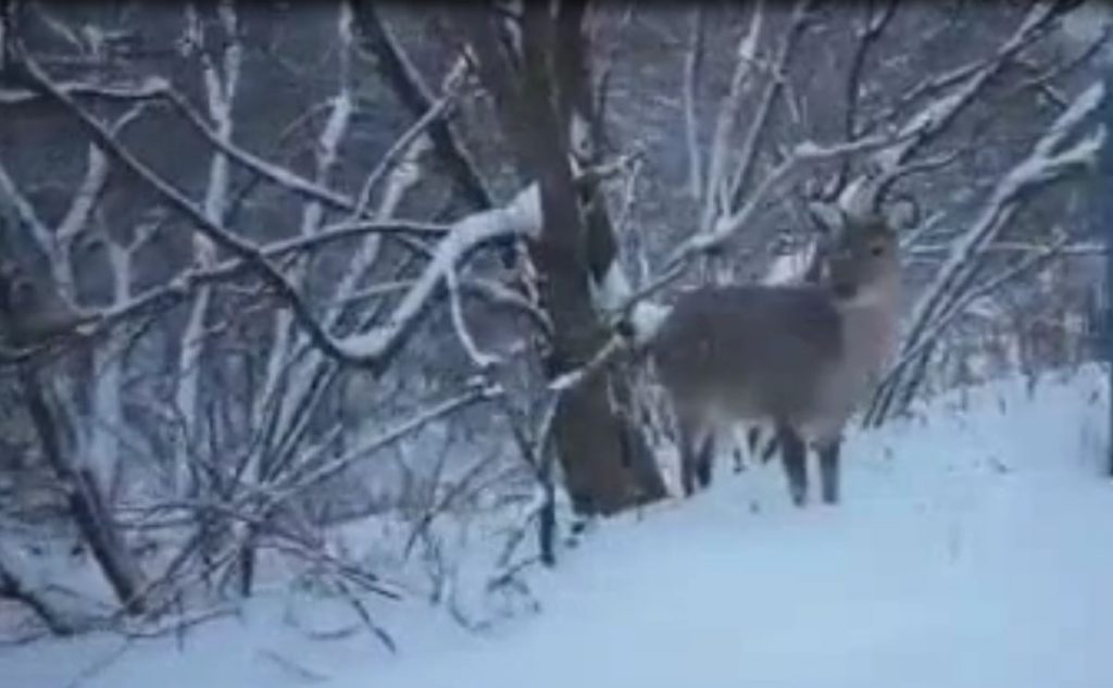 Сбежал от Деда Мороза. По Нижнему Новгороду гулял олененок (видео)