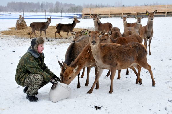 Впервые в регионе начали разводить оленей для сельскохозяйственных нужд