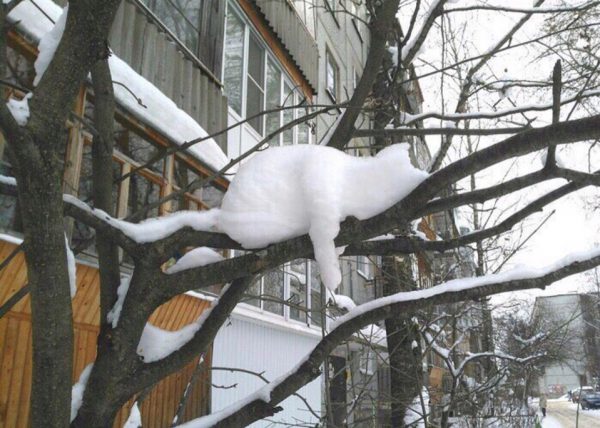 «Снежный кот» уснул на ветке