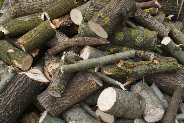 Лесничий позволил незаконно вырубить деревья на 10,5 млн рублей в Семеновском районе