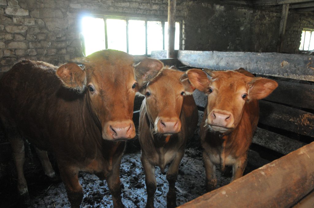 Работники фермы получали зарплату молоком в Нижегородской области