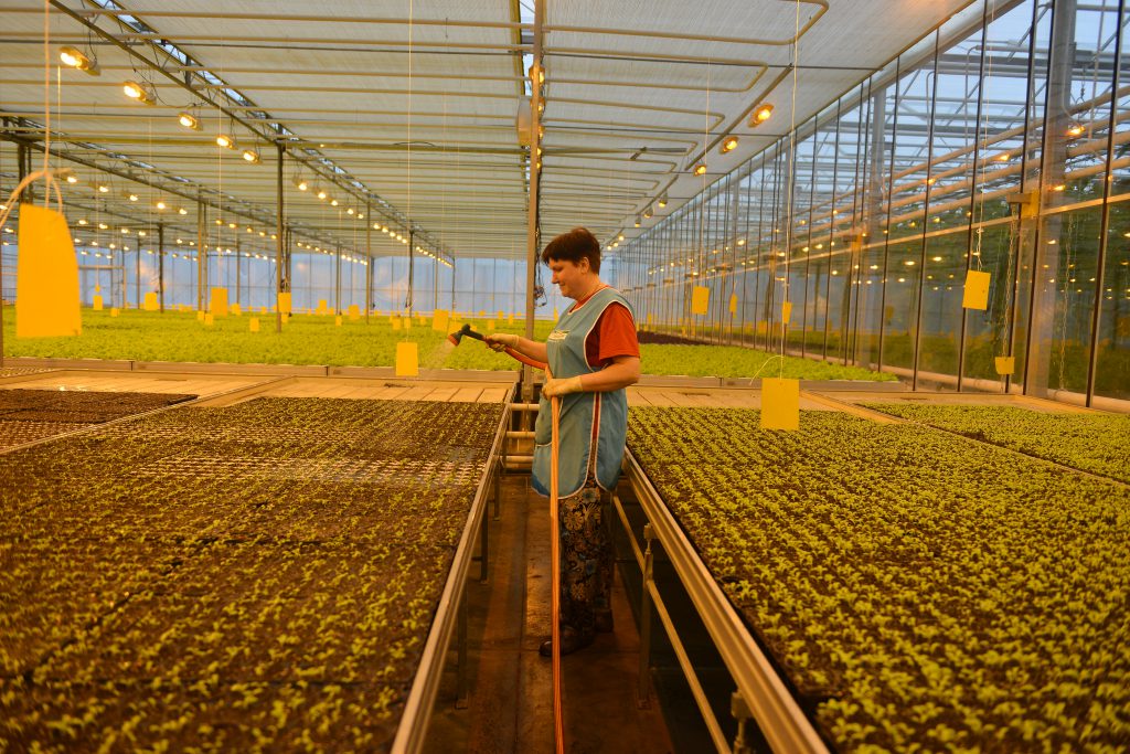 Знак еды. В Нижегородской области осваивают новые технологии по выращиванию овощей