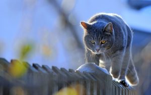 Сюзанна забрала себе мои проблемы со здоровьем: 4 необычные истории из жизни кошек и людей